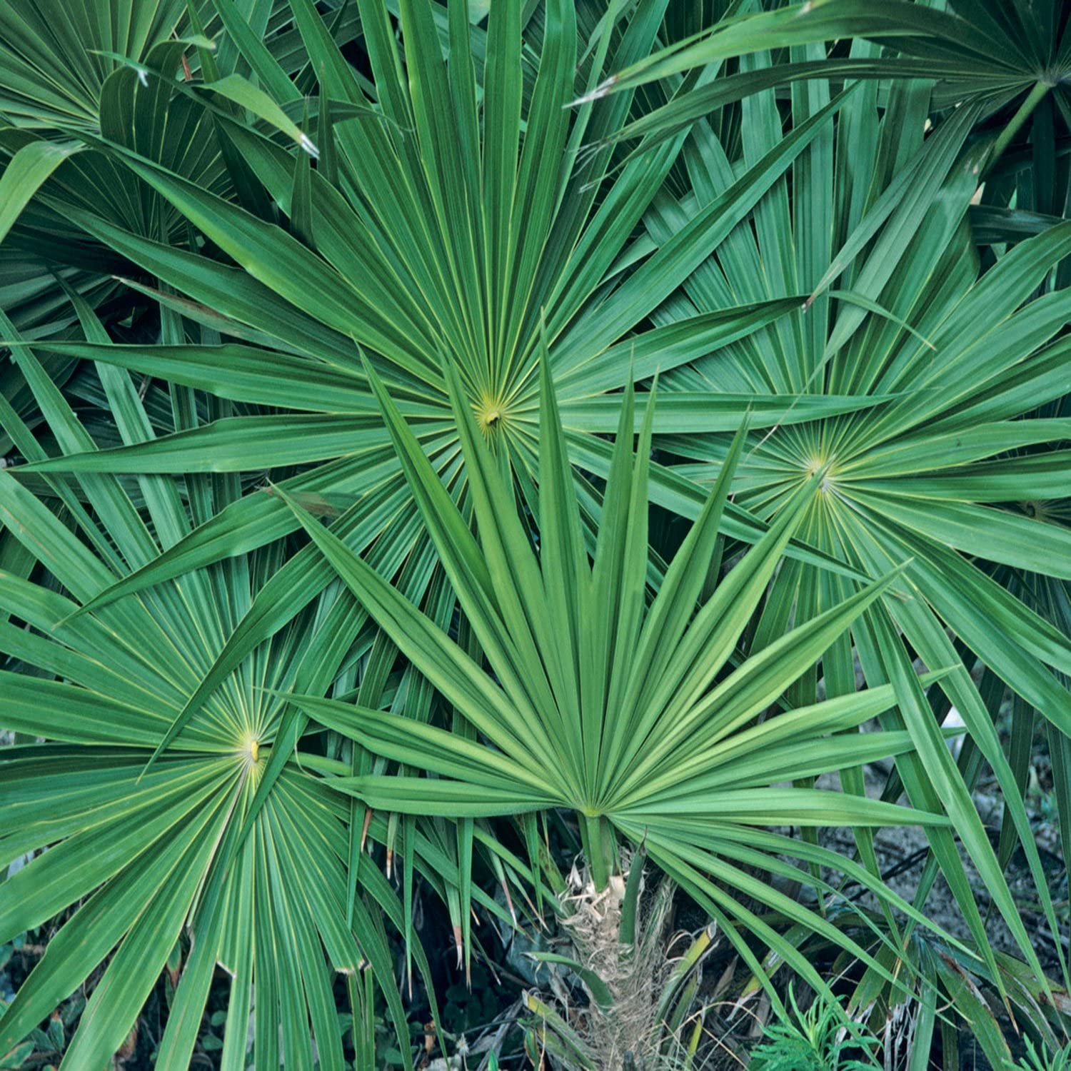 sawpalmetto